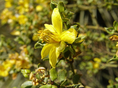 Image de Larrea tridentata (Sesse & Moc. ex DC.) Coult.