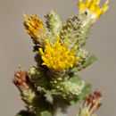 Image of sawtooth bristleweed