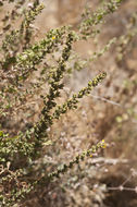 Plancia ëd Hazardia squarrosa var. grindelioides (DC.) W. D. Clark