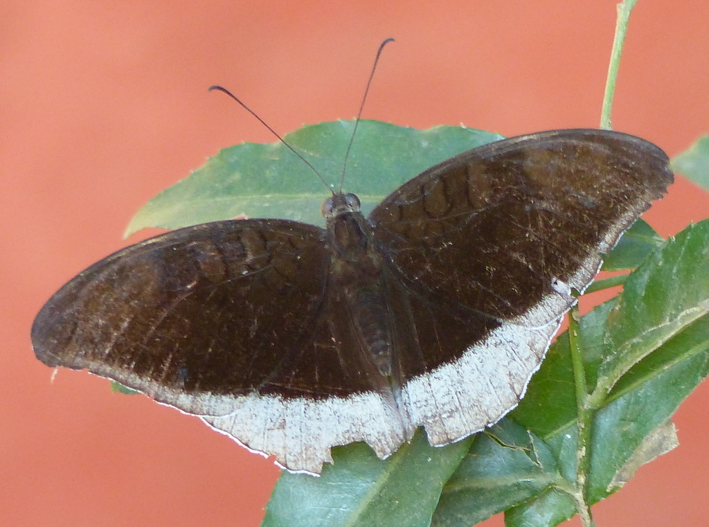 Image of Euthalia telchinia Ménétriés 1857