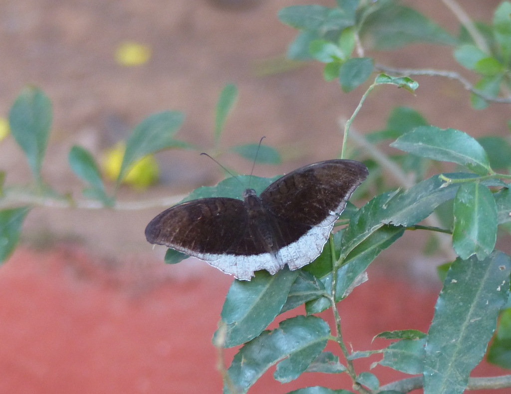 Imagem de Euthalia telchinia Ménétriés 1857