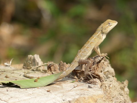 Image of Changeable lizard