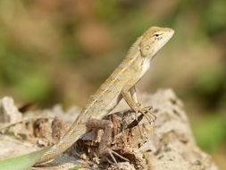 Image of Changeable lizard