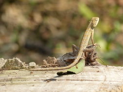 Image of Changeable lizard