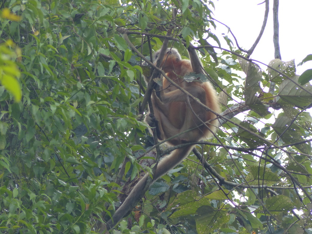 Trachypithecus pileatus (Blyth 1843) resmi