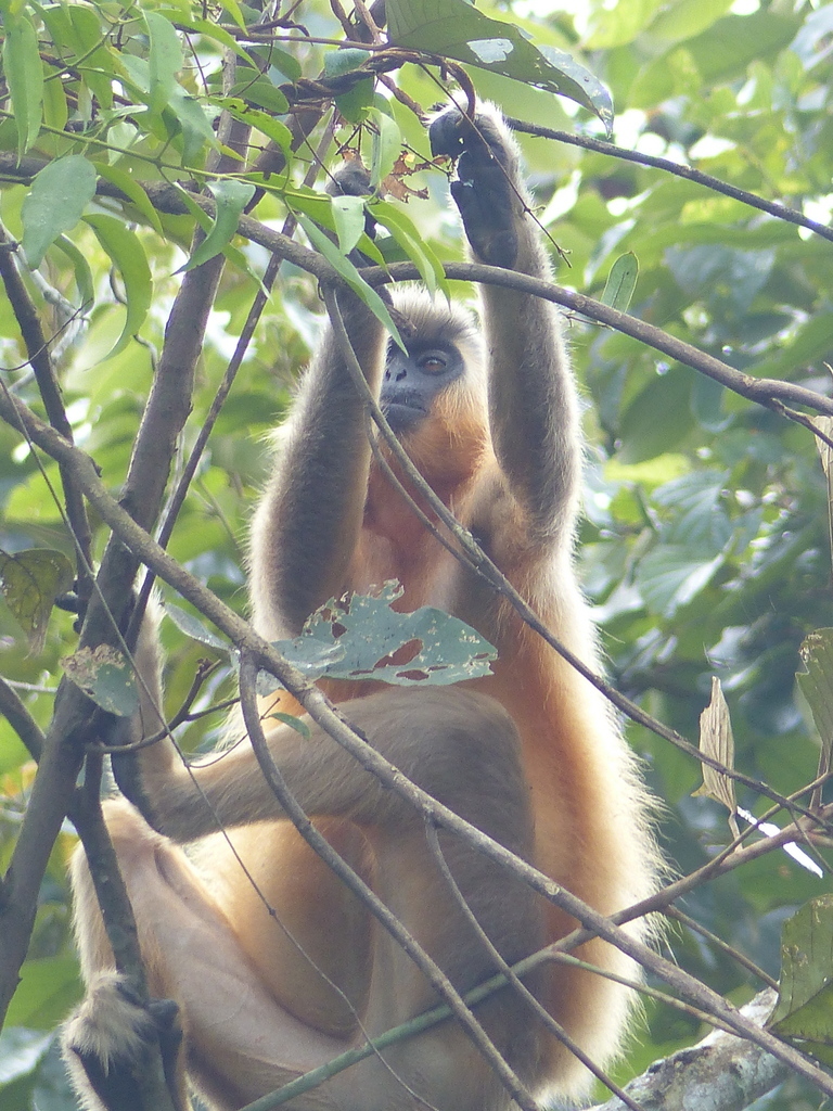 Trachypithecus pileatus (Blyth 1843) resmi