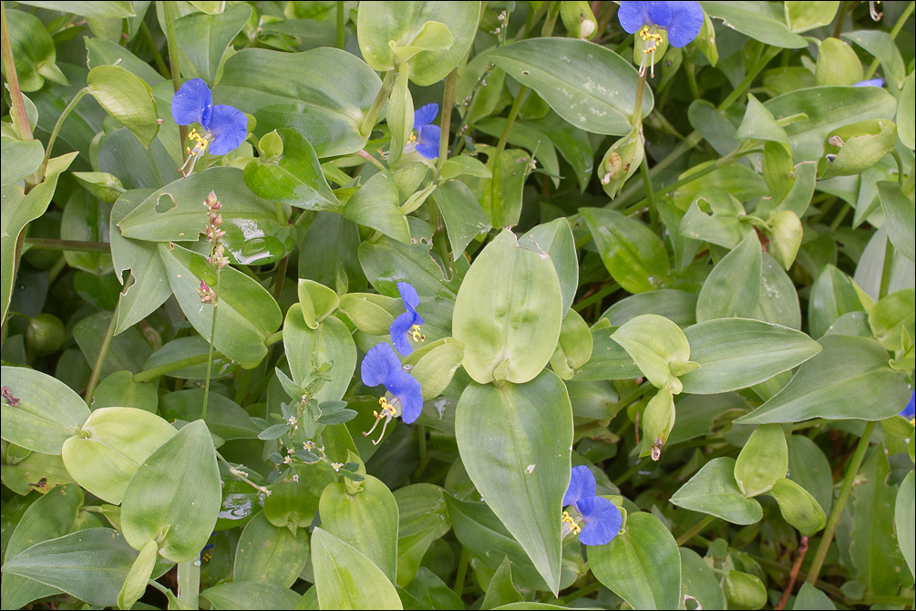 Commelina communis (Asiatic Dayflower) Information and Photos