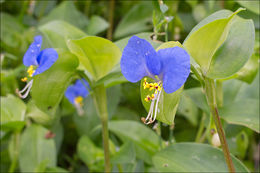 Image of Asiatic dayflower