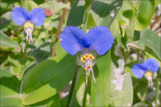 Image of Asiatic dayflower