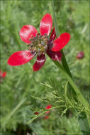 Image of Adonis annua var. cupaniana (Guss.) W. T. Wang