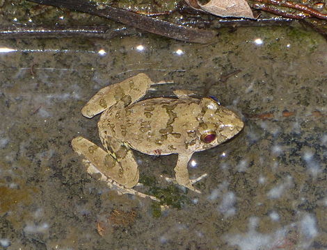 Image of Indian Skipper Frog