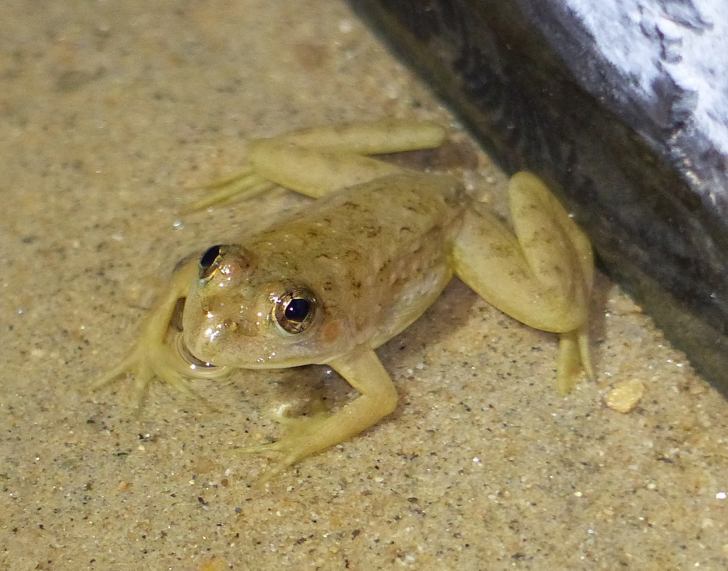 Image of Indian Skipper Frog