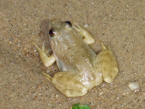 Image of Indian Skipper Frog