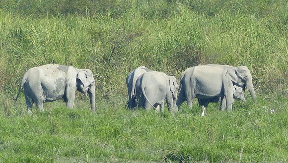 Image of Asian elephant