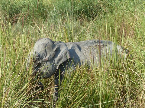 Image of Asian elephant