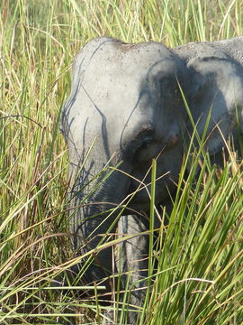 Image of Asian elephant