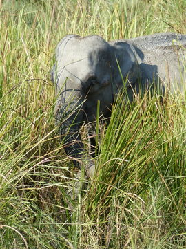 Image of Asian elephant