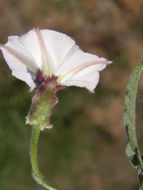 Image of Texas bindweed