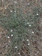 Image of Texas bindweed