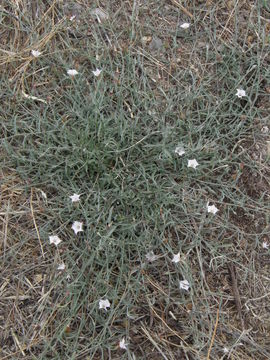 Image de Convolvulus equitans Benth.