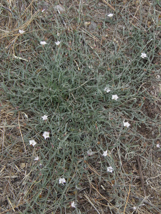 Image of Texas bindweed