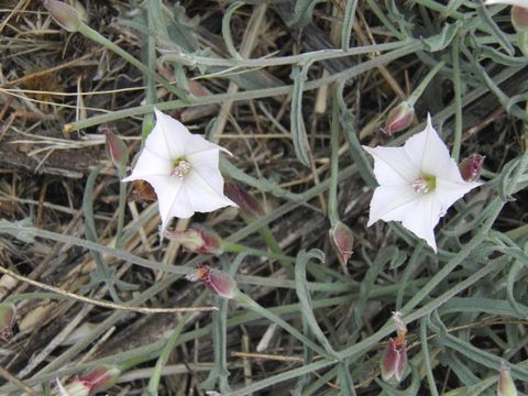 Image de Convolvulus equitans Benth.