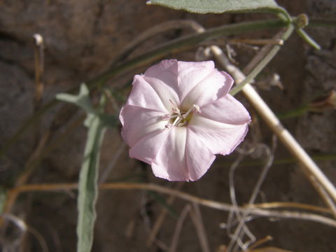 Image de Convolvulus equitans Benth.