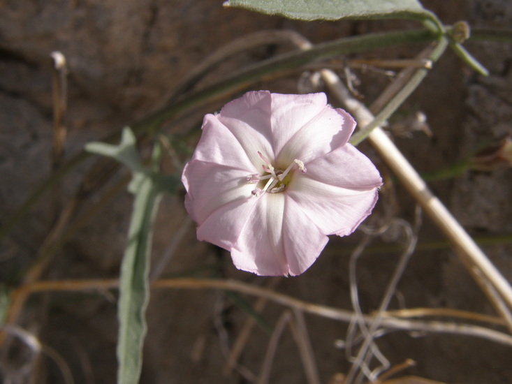 Image of Texas bindweed