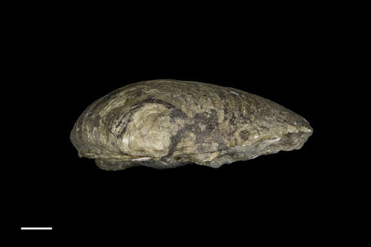 Image of <i>Amiantis dalli</i>