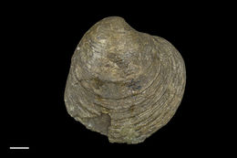 Image of <i>Amiantis dalli</i>