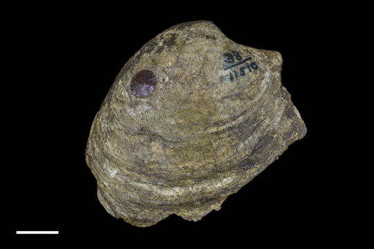 Image of <i>Amiantis dalli</i>