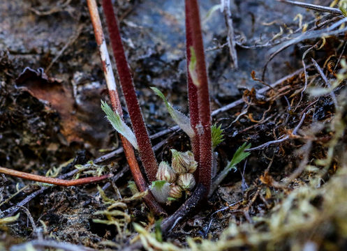 Image of foothill jepsonia