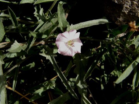 Image de Convolvulus equitans Benth.