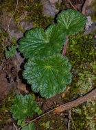 Image of foothill jepsonia