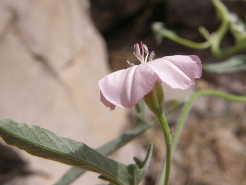 Image of Texas bindweed