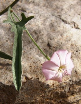 Image of Texas bindweed