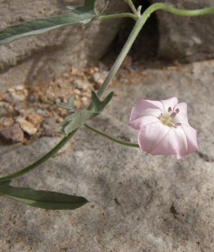 Image de Convolvulus equitans Benth.