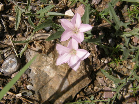 Image de Convolvulus equitans Benth.