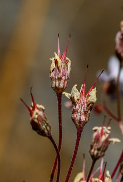 Image of foothill jepsonia