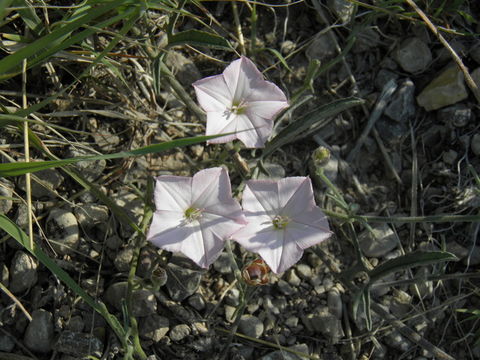 Image de Convolvulus equitans Benth.