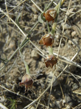 Image of Texas bindweed