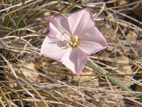 Image of Texas bindweed