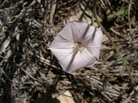 Image of Texas bindweed