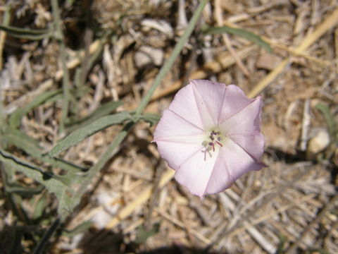 Image de Convolvulus equitans Benth.