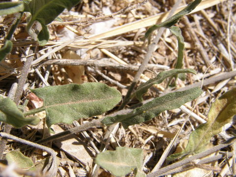 Image de Convolvulus equitans Benth.