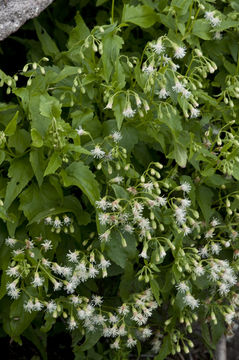 صورة Brickelliastrum fendleri (A. Gray) R. King & H. Rob.