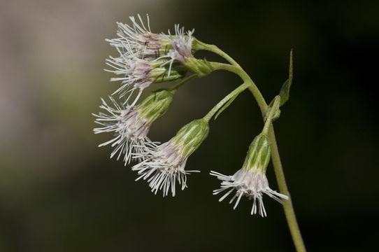 Brickelliastrum fendleri (A. Gray) R. King & H. Rob.的圖片