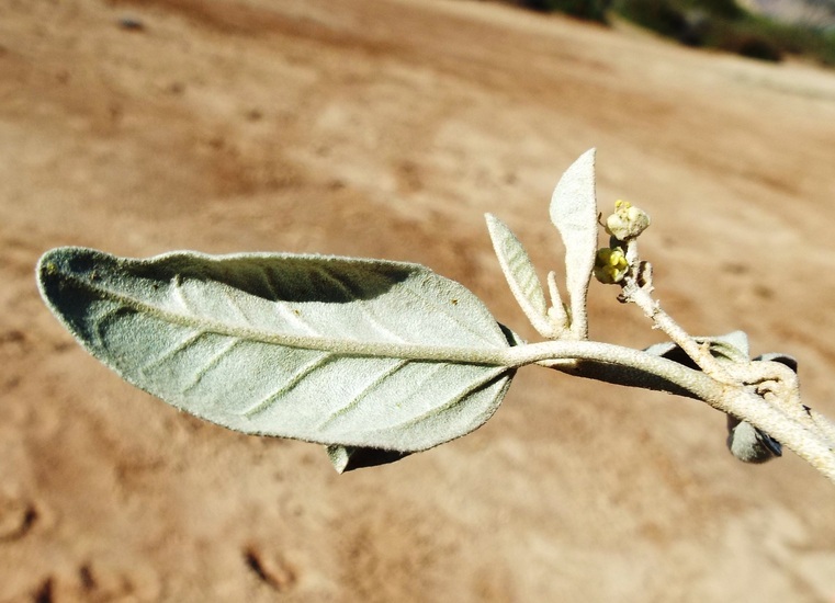 Слика од Croton californicus Müll. Arg.