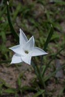 صورة Zephyranthes drummondii D. Don