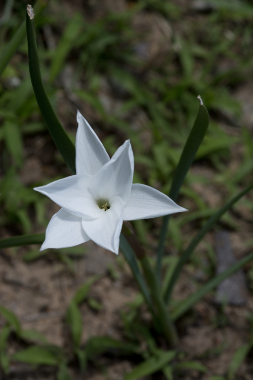 Image of prairie lily